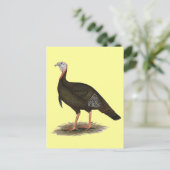 Türkei:  Eastern Wild Tom Postkarte (Stehend Vorderseite)