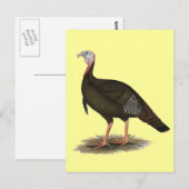 Türkei:  Eastern Wild Tom Postkarte (Vorne/Hinten)