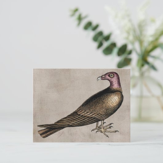 Türkei-Geier Postcard Postkarte (Stehend Vorderseite)