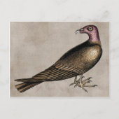 Türkei-Geier Postcard Postkarte (Vorderseite)