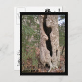 Türkei Lauf Staat Park, Hallow Tree Postkarte (Vorne/Hinten)
