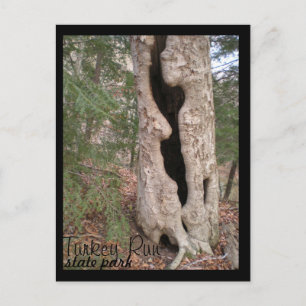 Türkei Lauf Staat Park, Hallow Tree Postkarte