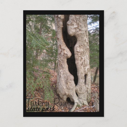 Türkei Lauf Staat Park, Hallow Tree Postkarte (Vorderseite)