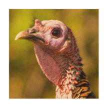 Türkei - Nahe Holzmauer Art 12 x 12