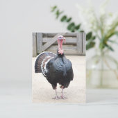 Türkei Postkarte (Stehend Vorderseite)