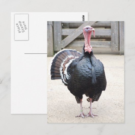 Türkei Postkarte (Vorne/Hinten)