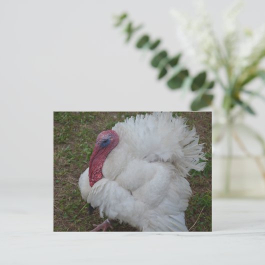 Türkei Postkarte (Stehend Vorderseite)