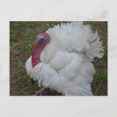 Türkei Postkarte (Vorderseite)