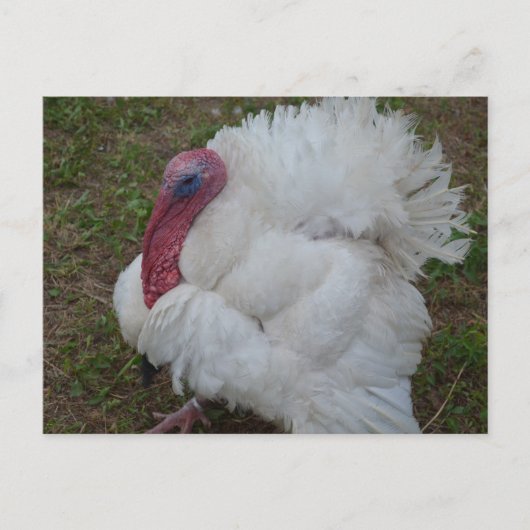 Türkei Postkarte (Vorderseite)