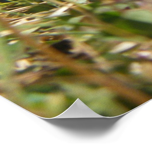 Türkei Poult Poster (Ecke)