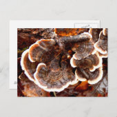 Türkei Schwanz Fungi Postcard Postkarte (Vorne/Hinten)