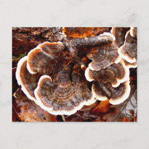 Türkei Schwanz Fungi Postcard Postkarte