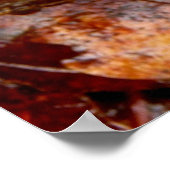 Türkei Schwanz Fungi Poster (Ecke)