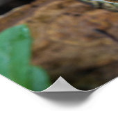 Türkei Schwanz Pilze wachsen natürlich Poster (Ecke)