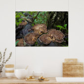 Türkei Schwanz Pilze wachsen natürlich Poster (Küche)