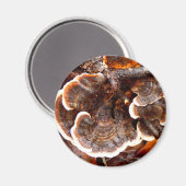 Türkei Schwanzes Mushroom Magnet (Vorderseite/Rückseite)