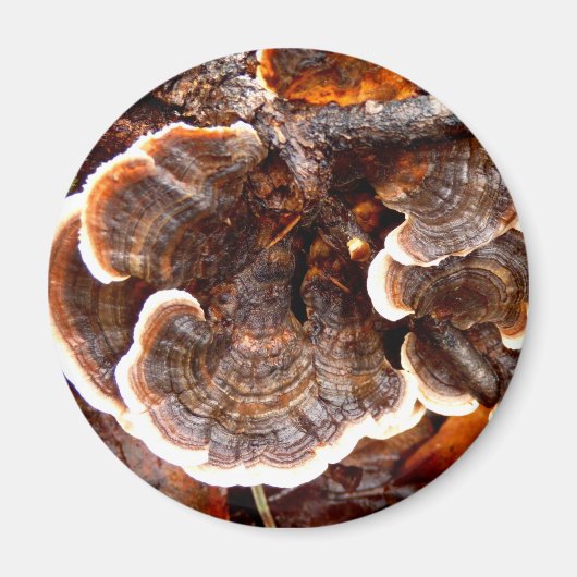 Türkei Schwanzes Mushroom Magnet (Vorne)