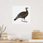 Türkei: Standard Bronze Hen Poster (Küche)