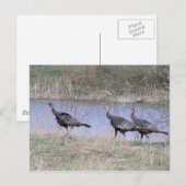 Türkei-Trio mit Wasser Postkarte (Vorne/Hinten)