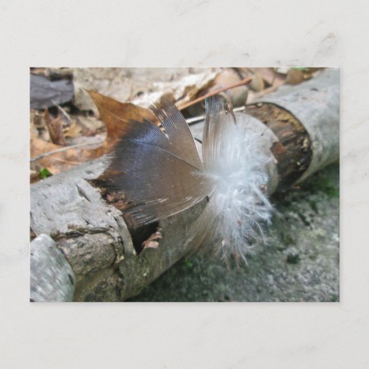 Türkei Vulture Feather Coordinated Items Postkarte (Vorderseite)