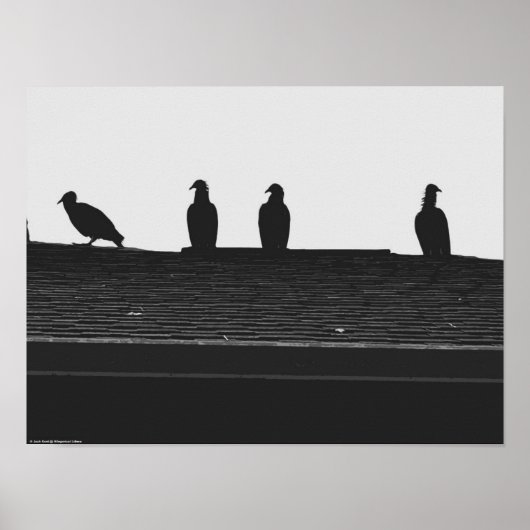 Türkei-Vulture, Poster (Vorne)