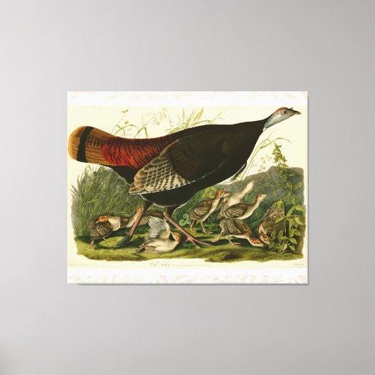 Türkei Wild Audubon Bird Painting Leinwanddruck (Vorderseite)