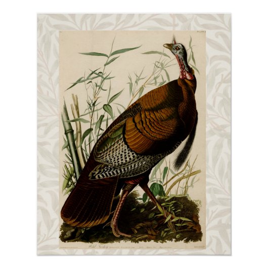 Türkei Wild Audubon Bird Painting Poster (Vorderseite)