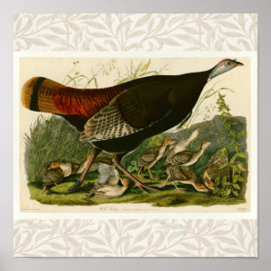 Türkei Wild Audubon Bird Painting Poster