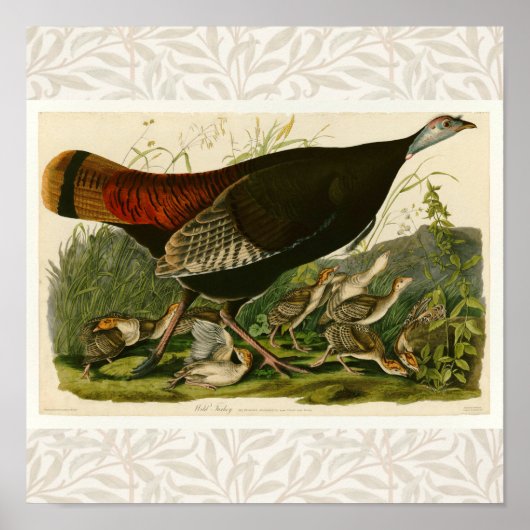 Türkei Wild Audubon Bird Painting Poster (Vorne)