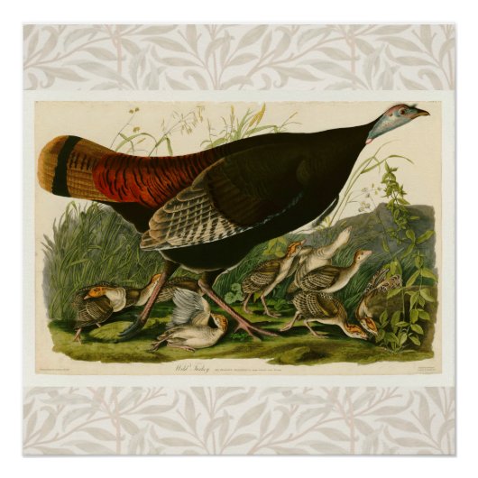 Türkei Wild Audubon Bird Painting Poster (Vorderseite)