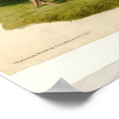 Türkei Wild Audubon Bird Painting Poster (Ecke)