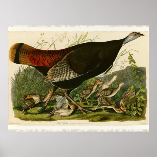 Türkei Wild Audubon Bird Painting Poster (Vorne)