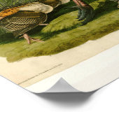 Türkei Wild Audubon Bird Painting Poster (Ecke)