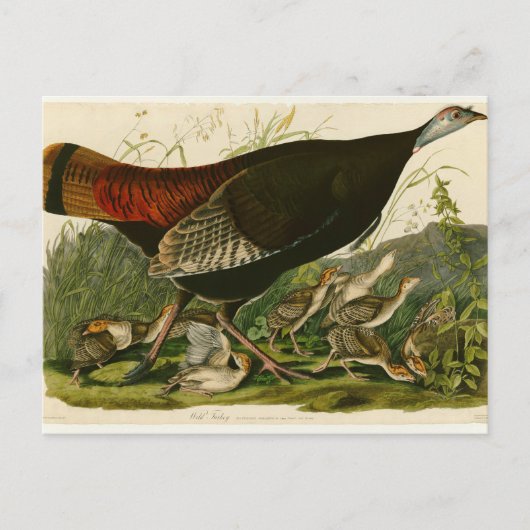 Türkei Wild Audubon Bird Painting Postkarte (Vorderseite)