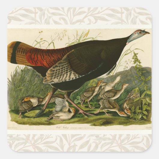 Türkei Wild Audubon Bird Painting Quadratischer Aufkleber (Vorderseite)