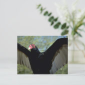 Türkeigeier mit großen Flügeln Postkarte (Stehend Vorderseite)