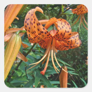 Türkenmützen-Lilie Wildblume Quadratischer Aufkleber