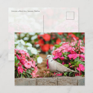 Türkentaube im Santana-Garten, Madeira Postkarte