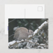 Türkentaube im Schnee DIY Postkarte (Vorne/Hinten)