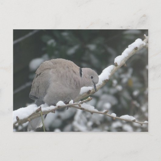Türkentaube im Schnee DIY Postkarte (Vorderseite)