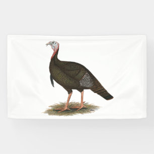 Turkey: Eastern Wild Tom Banner