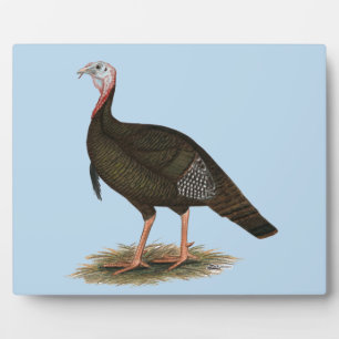 Turkey: Eastern Wild Tom Fotoplatte