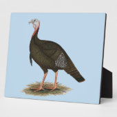 Turkey: Eastern Wild Tom Fotoplatte (Seite)