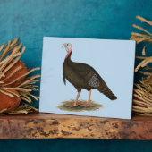 Turkey: Eastern Wild Tom Fotoplatte (Seite)