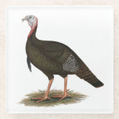Turkey: Eastern Wild Tom Glasuntersetzer (Vorderseite)