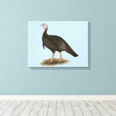 Turkey: Eastern Wild Tom Leinwanddruck (Insitu (Holzboden))