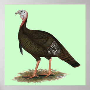 Turkey: Eastern Wild Tom Poster
