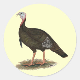 Turkey: Eastern Wild Tom Runder Aufkleber