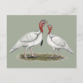 Turkey Mini Whites Postkarte (Vorderseite)