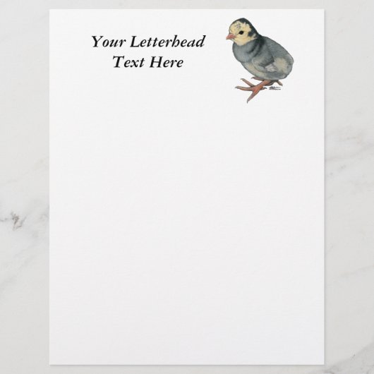 Turkey Poult Blue Slate (Vorderseite)